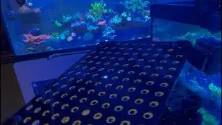 I ordered coral racks from Luna reef!