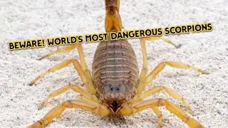 Beware! World's Most Dangerous Scorpions