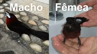 Серебристый танагер самец и самка