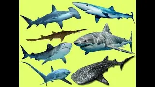 Learn Names and Sound Sharks 🦈 in English for Kids Children Toddlers @SmartFamilyEnglish