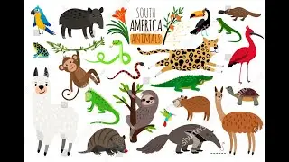 Animal voices of Latin America