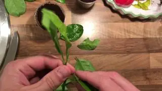 Orangenbaum aus Stecklingen – Der geheime Trick für 100 % Erfolg! 🔥