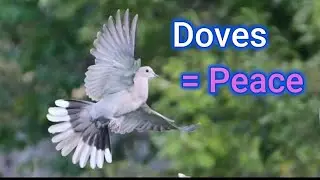 Doves Equal Peace with Music - Dan Lebowitz Birds in Flight ℗ YouTube Audio Library