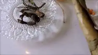 Mbongo'o de pattes de porc