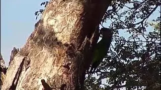 Djuma: Brown-headed Parrot at nest tree - 08:46 - 04/05/20