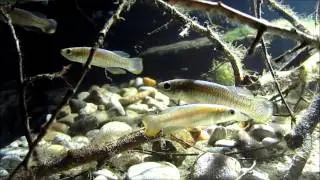 Valencia toothcarp - Valencia hispanica