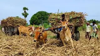 Bullock Cart stuck in mud ride | ox and cow videos