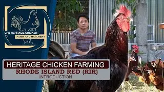 HERITAGE CHICKEN FARMING: RHODE ISLAND RED (RIR Chicken)