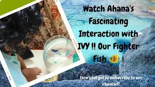 Ivy, Our Fearless Fighter Fish 🐠 Watch Ahana's Fascinating Interaction with IVY! #fish #betafish