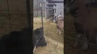 Newfy puppy and goats play #newfoundland #fun #goat