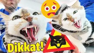 SALDIRI ANLARI! 😲