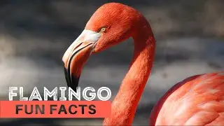 FLAMINGO 🦩| Learn 10 Interesting & Fun Facts for Kids