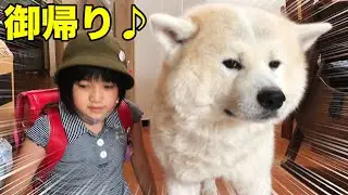 お出迎え♪秋田犬そうすけの巻【VLOG】