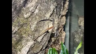 Hetropoda boei, Lichen Huntsman and babies