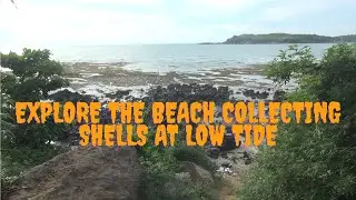 Explore the beach collecting shells at low tide