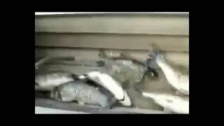 Automatic Fish Scaling Machine, Industrial Fish Scaler