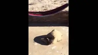 Hurricane damage1