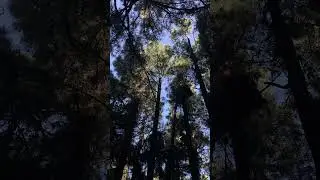 #whitenoise #relaxation #nature #forest