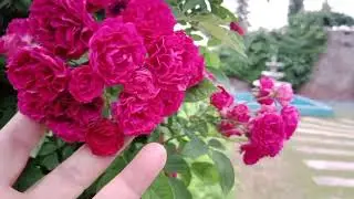 My garden | Spring season | lovely weather | 03-04-24 | Roxy Aziz #
