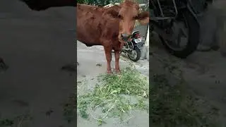 feeding a stray cow, that came to our house