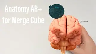Merge Cube Anatomy AR+