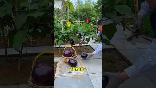 Plant some purple eggplants, they are big, round and delicious. The seedlings are in the lower.