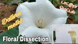 Datura metel  Floral Dissection டாட்டூரா மெட்டல் மலரின் பாகங்களை பிரித்து தனிமைப்படுத்துதல்