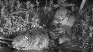 Beavers in Action