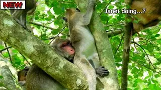 Bret Janet ready steal drink milk Jane so terrible, But Jane don't allow She sit close milk on tree