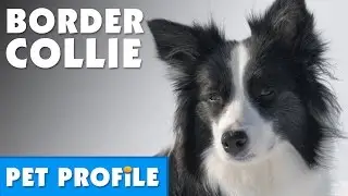 Border Collie Pet Profile | Bondi Vet