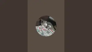 Kitto is live