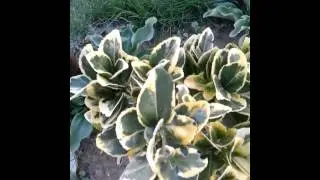 Euonymus fortunei Emerald'n Gold Celastrac&eacute;es-Fusain persistant