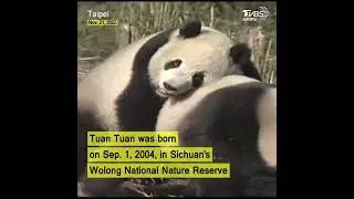 Giant panda gifted by China to Taiwan remembered by fans #shorts
