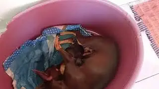171 - O parto dos filhotes da pinscher Mabel