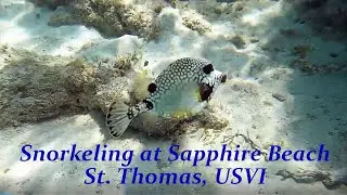 St. Thomas USVI | Snorkeling | Sapphire Beach| Oct 2022