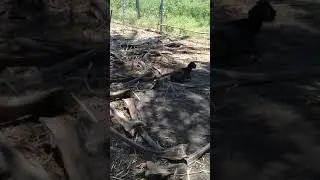 Goat feed management