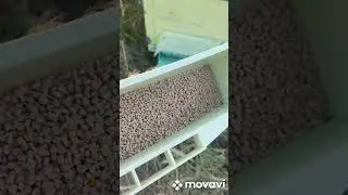 Пчелиная обножка(сбор цветочной пыльцы)