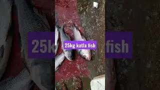 25Kg Katla fish cutting #Katla fish #rohu fish #Shorts video