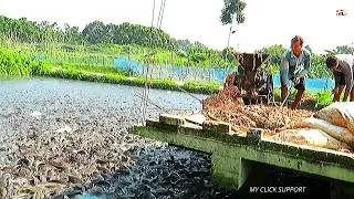 REAKSI LELE LIAR SETELAH DI BERI PAKAN INI&hellip; Part-2 Wild Catfish Reaction after in giving this Feed