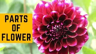 Parts of a Flower | Pistil - Stigma - Style - Ovary | Stamen - Anther - Filament