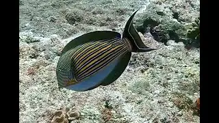 Bali - Doktorfische, September 2023