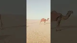 😱🐪💥💯The Endless Journey of a Camel 🌵🚶&zwj;♂️#DesertLife #CamelRide #SandDunes #NatureBeauty #TravelVlog