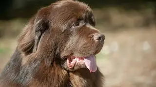 How to Keep Your Newfoundland Dog Healthy with Regular Vet Check-Ups