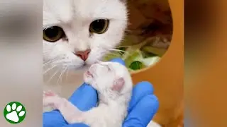 Kitten Born Dead Brought Back To Life
