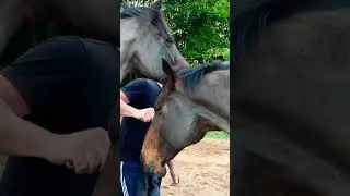 Emotions ran high as Tony reunited with his horses after an agonizing 3.5 years apart ❤️
