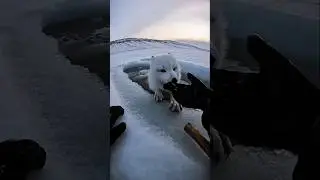 Arctic Fox Cub Ice Rescue ❄️🦊 | Emotional POV Wildlife Save#wildlife #shortsfeed #trending #shorts