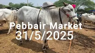 Pebbair Saturday bull's Market update 2025/ Details with prices and breeds