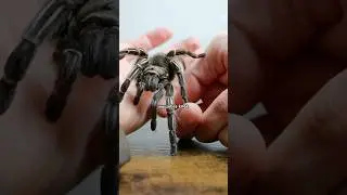 Do Tarantulas Have Personalities?