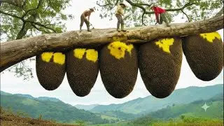 A brave man undertakes the most dangerous climb ever up an ancient tree just to harvest wild honey