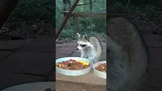 Radar ears activated&hellip;&hellip;clear to eat. #nature #animal #raccoon
